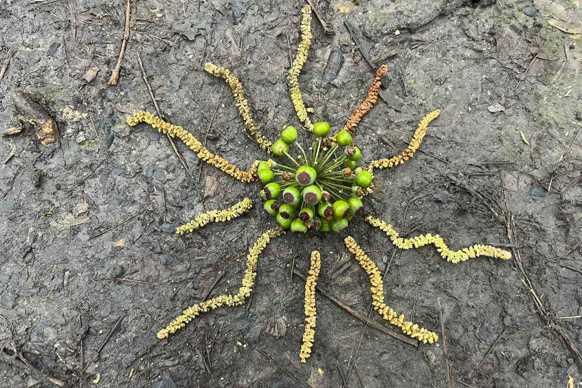 Catkins and green berries arranged as a radiating mandala on wet ground